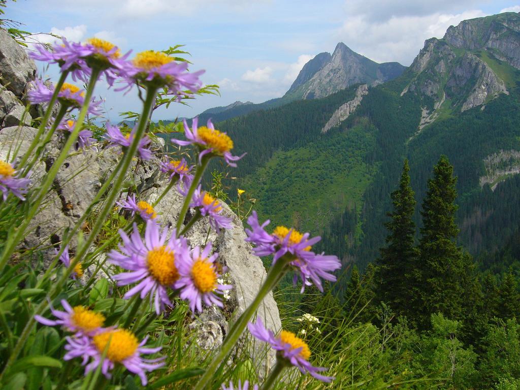 Apartamento Legenda Tatr Zakopane Exterior foto